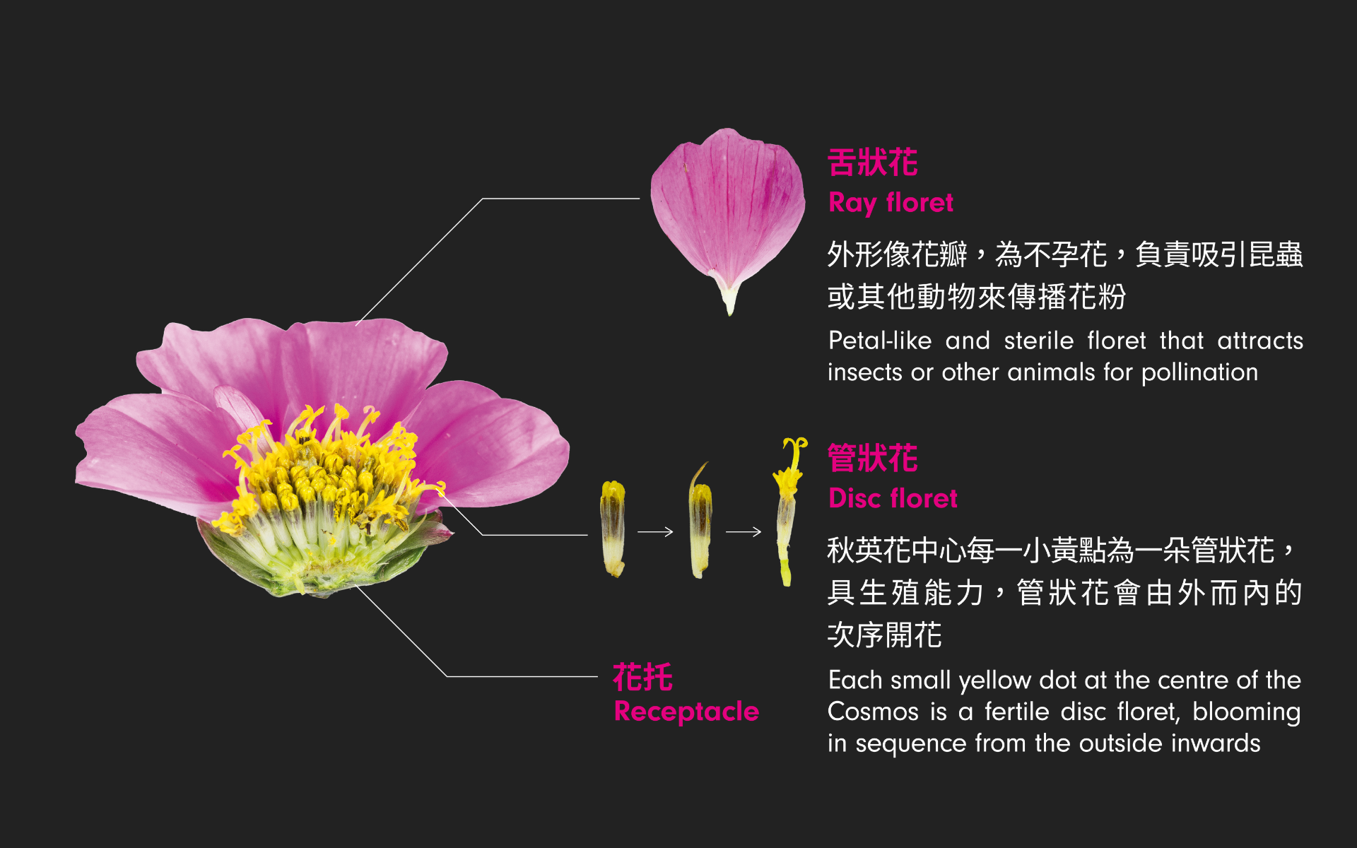 秋英的舌狀花和管狀花